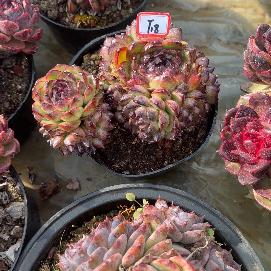 白***莲精品多肉植物老桩