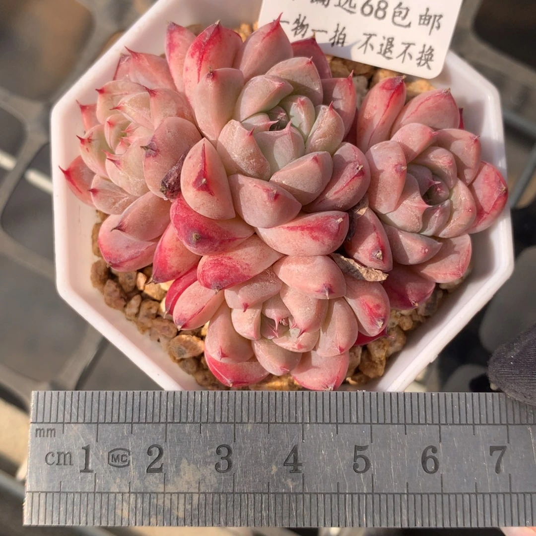 52。阿尔巴佳人。一物一拍。