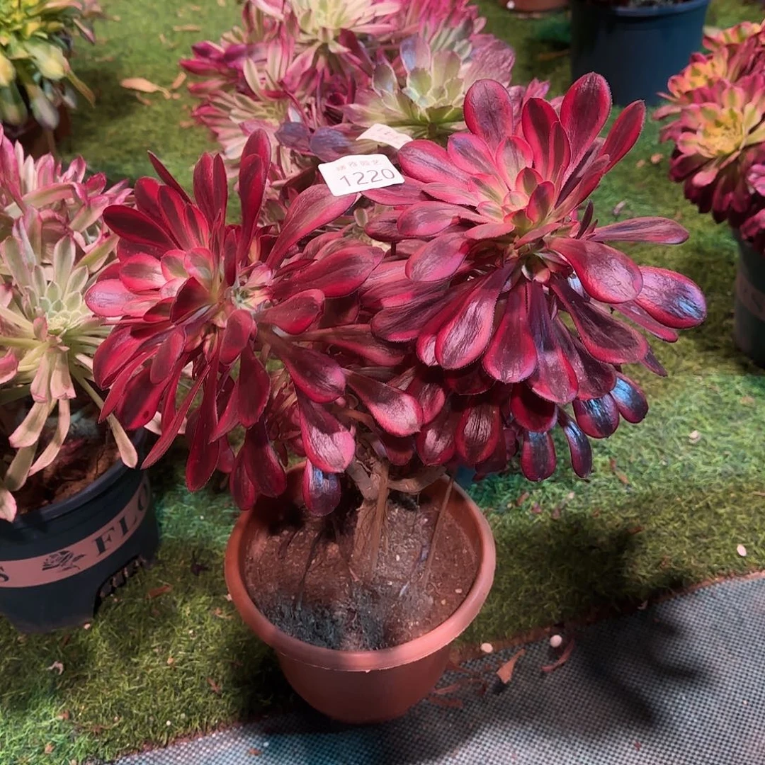 多肉植物香奈儿1220