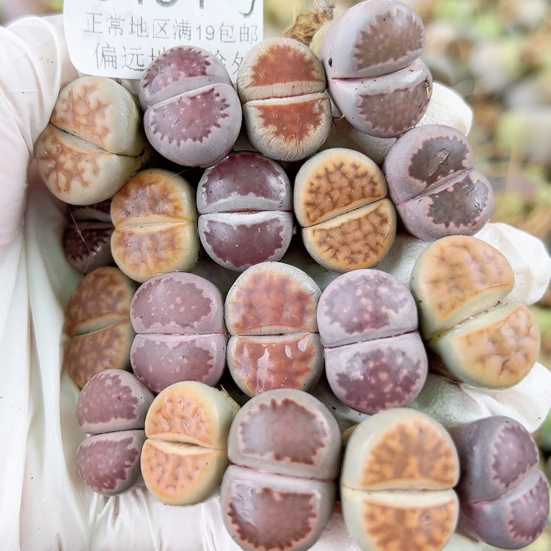 5491 好养易活生石花大母本19个