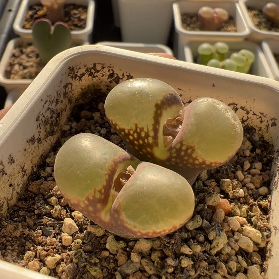 无花朵实生风铃玉8