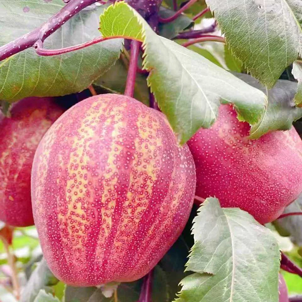 【坏果包赔】】应季水果正宗彩虹梨新鲜爆汁脆甜老树梨子3-9斤装