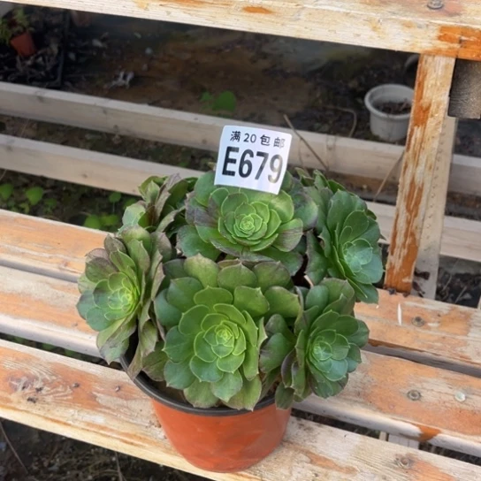 679花月夜不包断枝