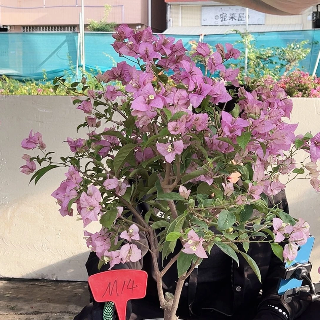 好***好大部分花苞少量开放M14赛佛里