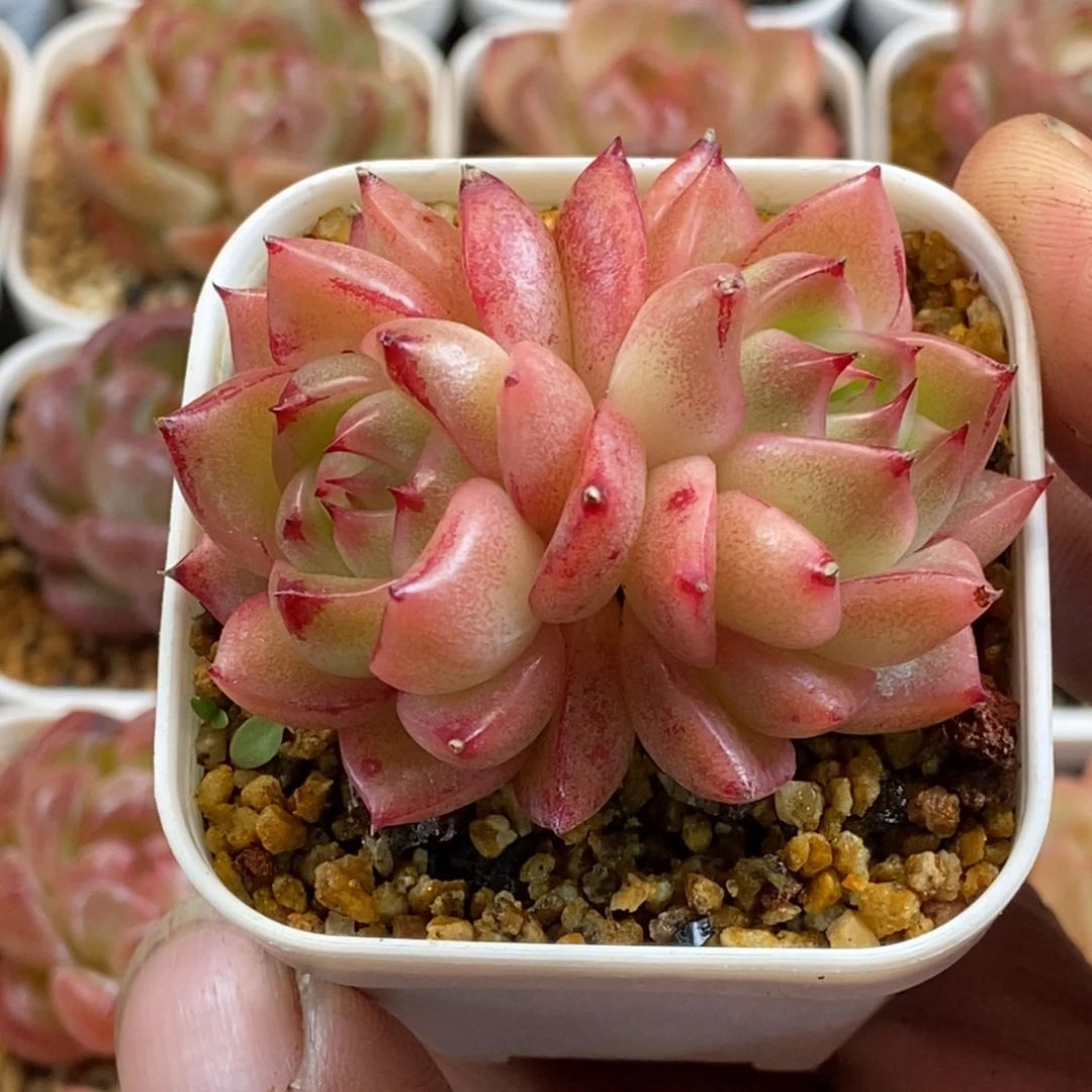 天官赐福百无禁忌