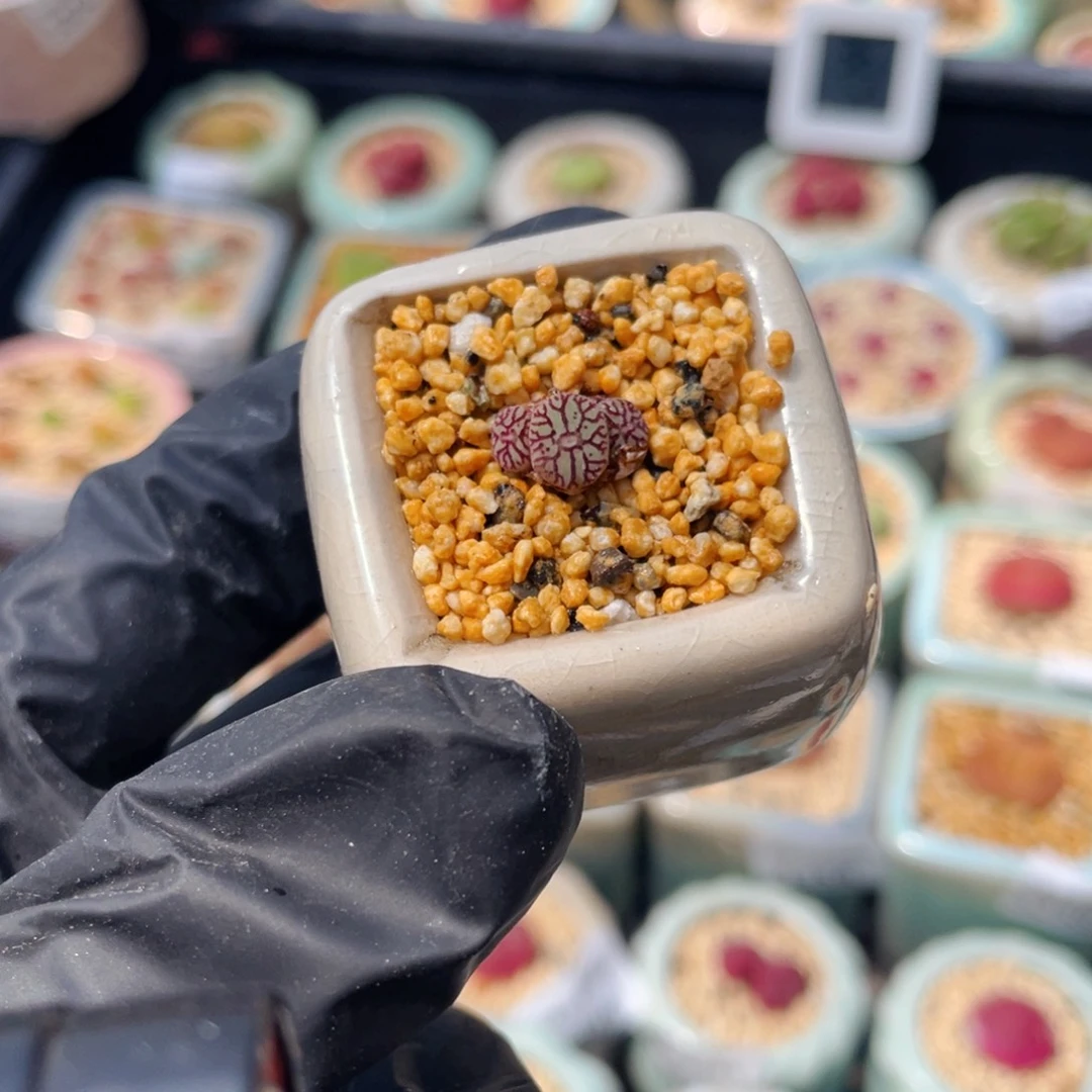 无花朵5373-一物一拍 带盆