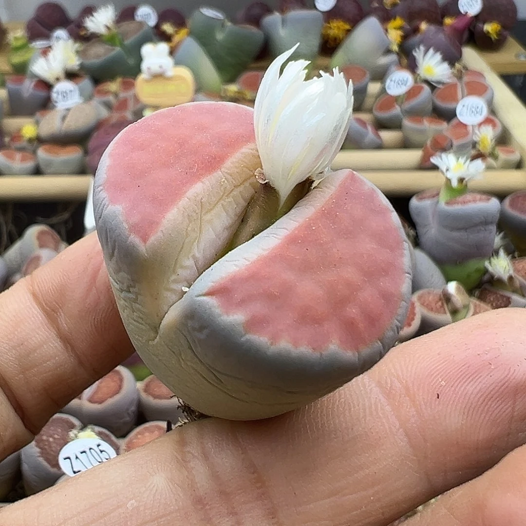 阿**离1732 生石花福利清货