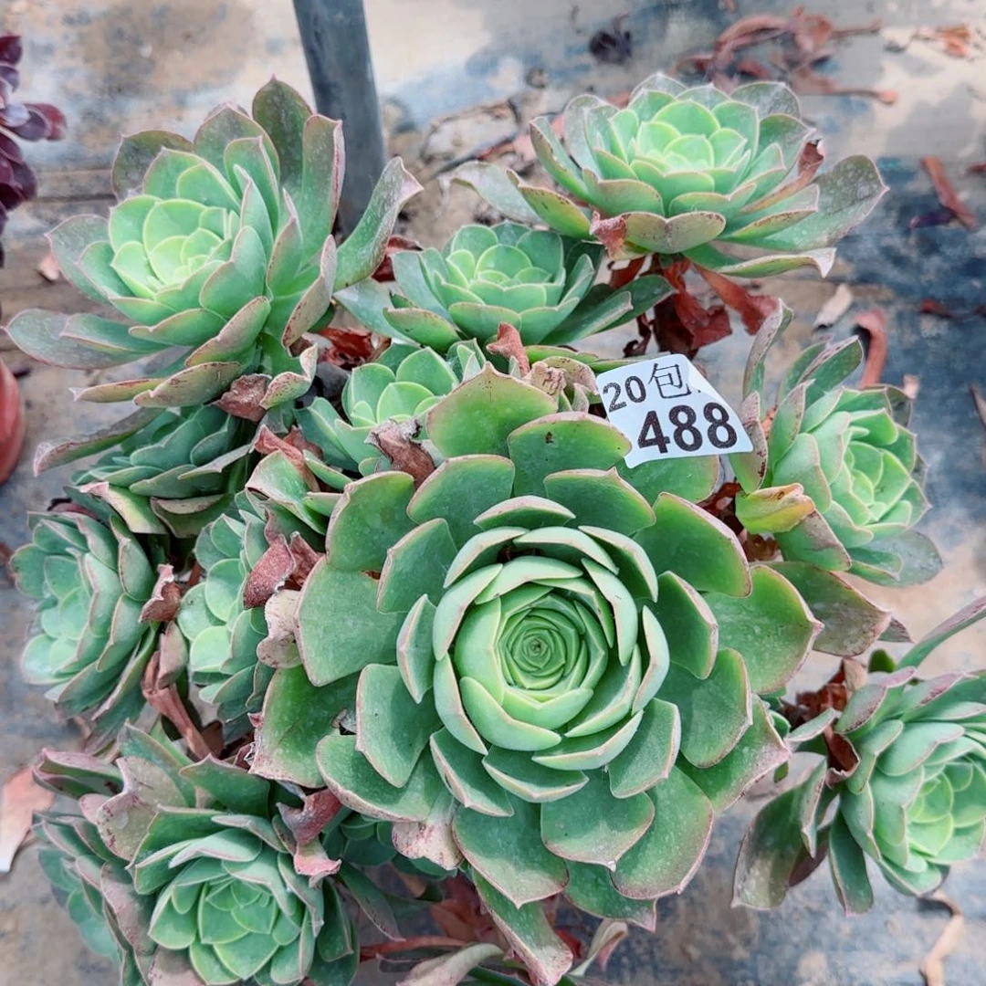 玉龙观音488满20包邮断枝不包