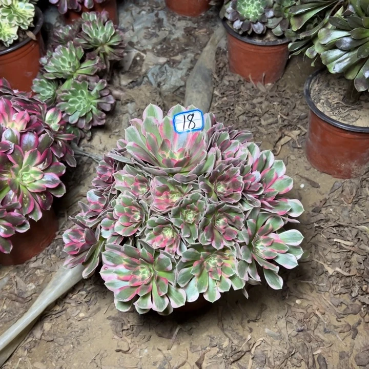 多肉植物粉妖月18