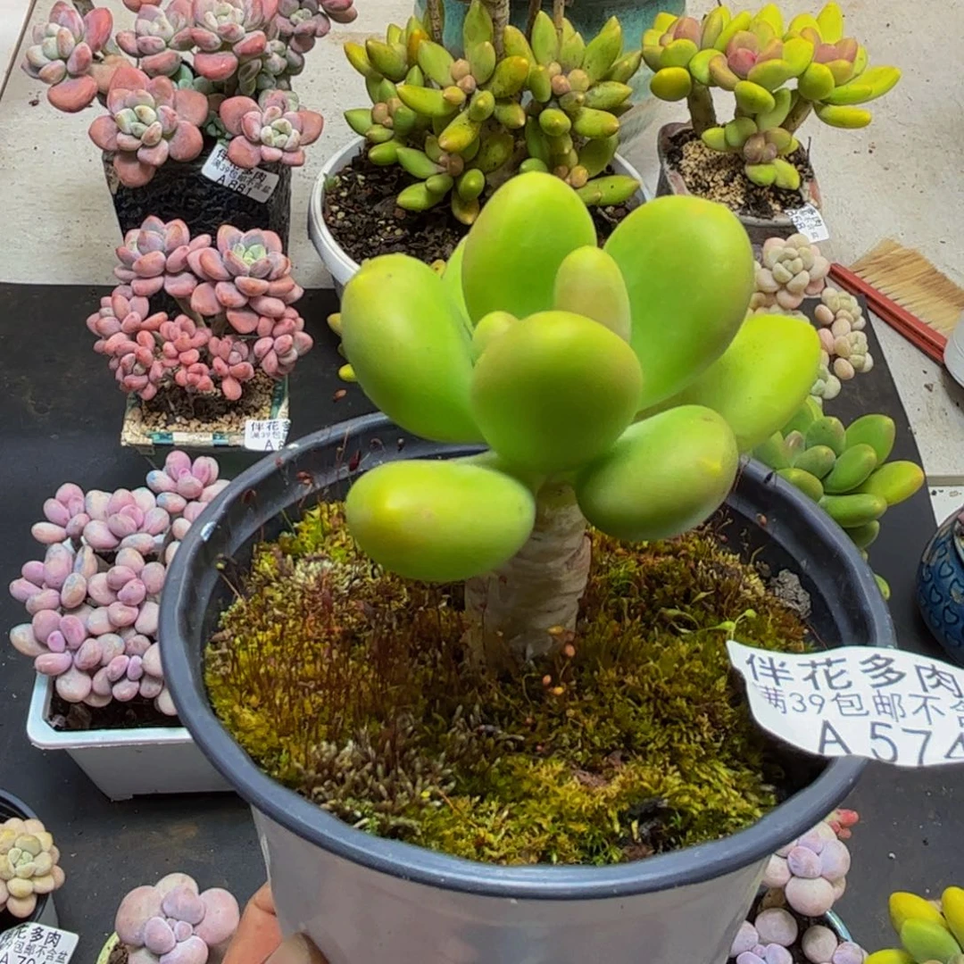 574芒果奶6cm多肉