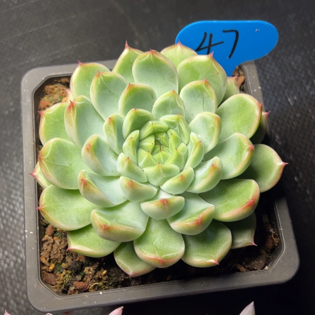 丶***、47号晴朗珍妮多肉植物29.8