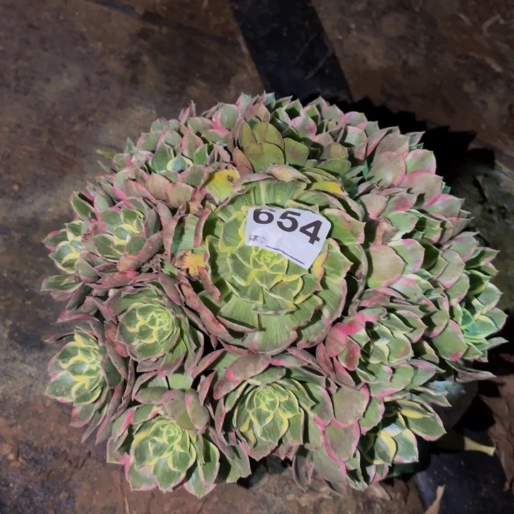 654粉海王多肉植物