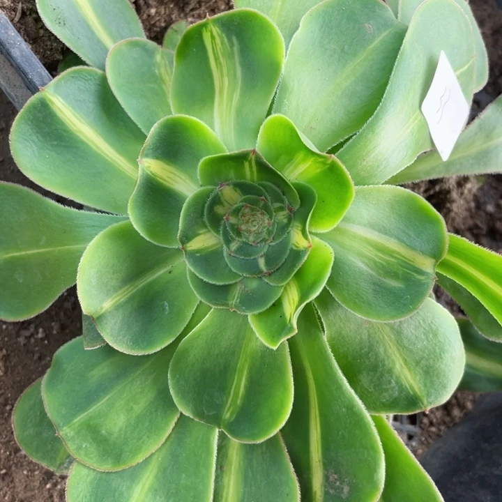 33暴君多肉12345678多肉