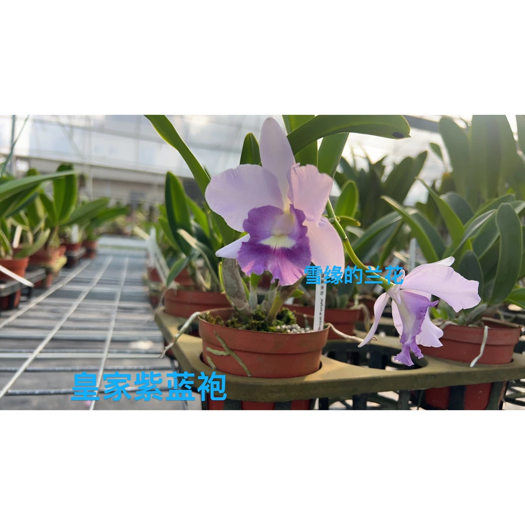 中花多花卡特兰皇家紫蓝袍