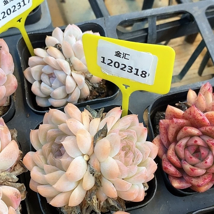 福利多多。1202318