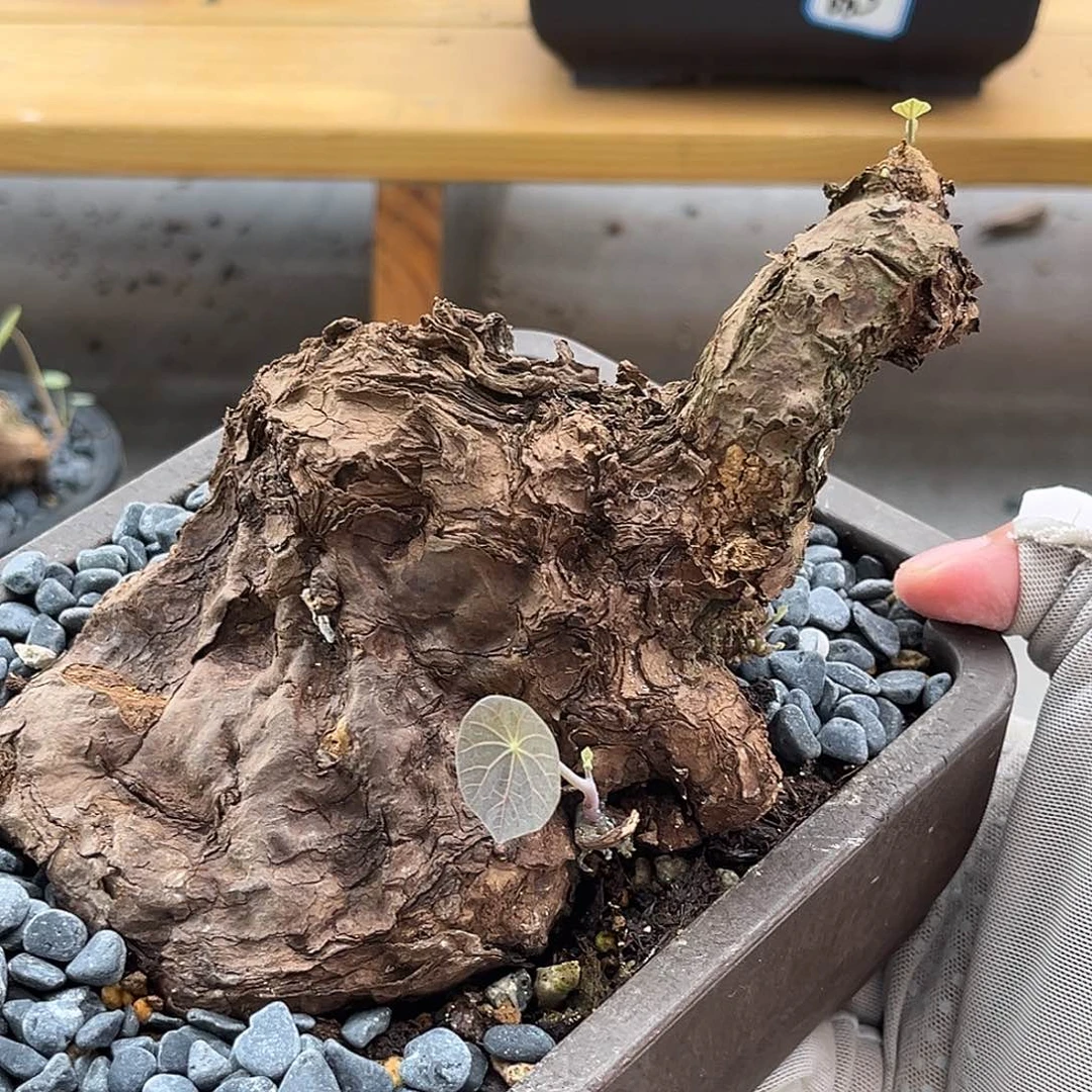 里***了潮流植物一叶龟 福利