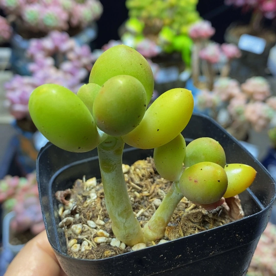 779 芒果奶金蟾6 厘米