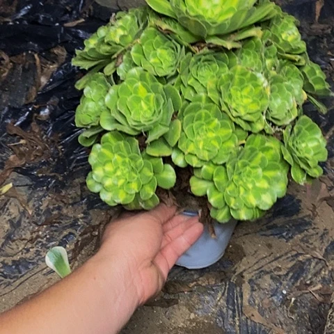 翡翠直播中斑老桩捧花854号