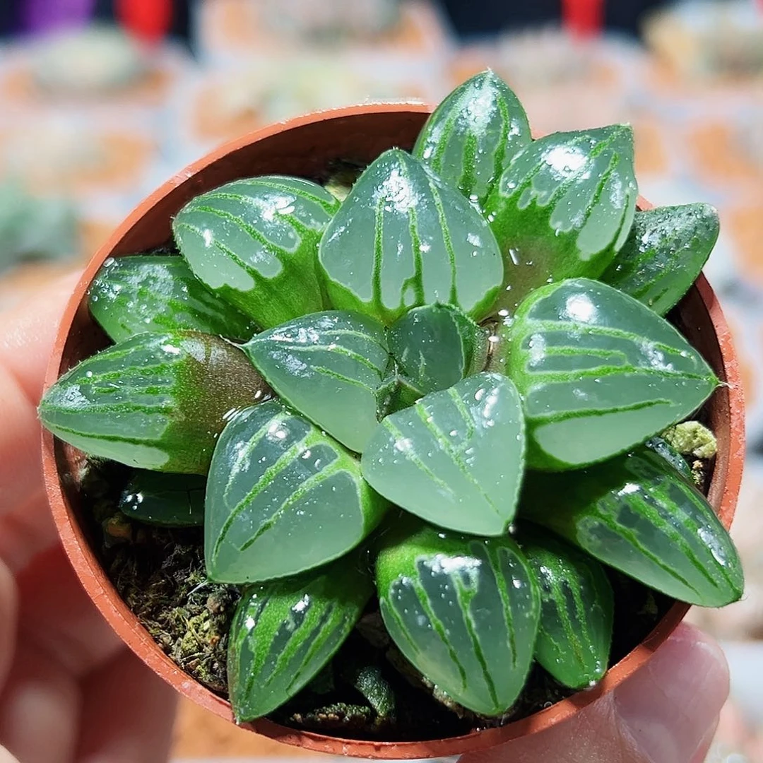 十二卷多肉翠虎寿