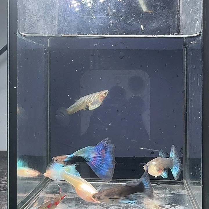 孔雀鱼大肚组合7条