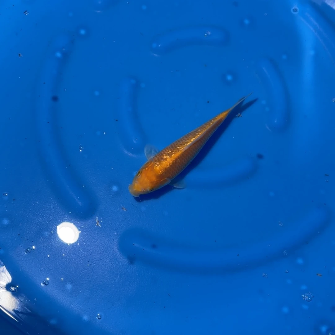 鲤科类公母搭配10-60不支持退换