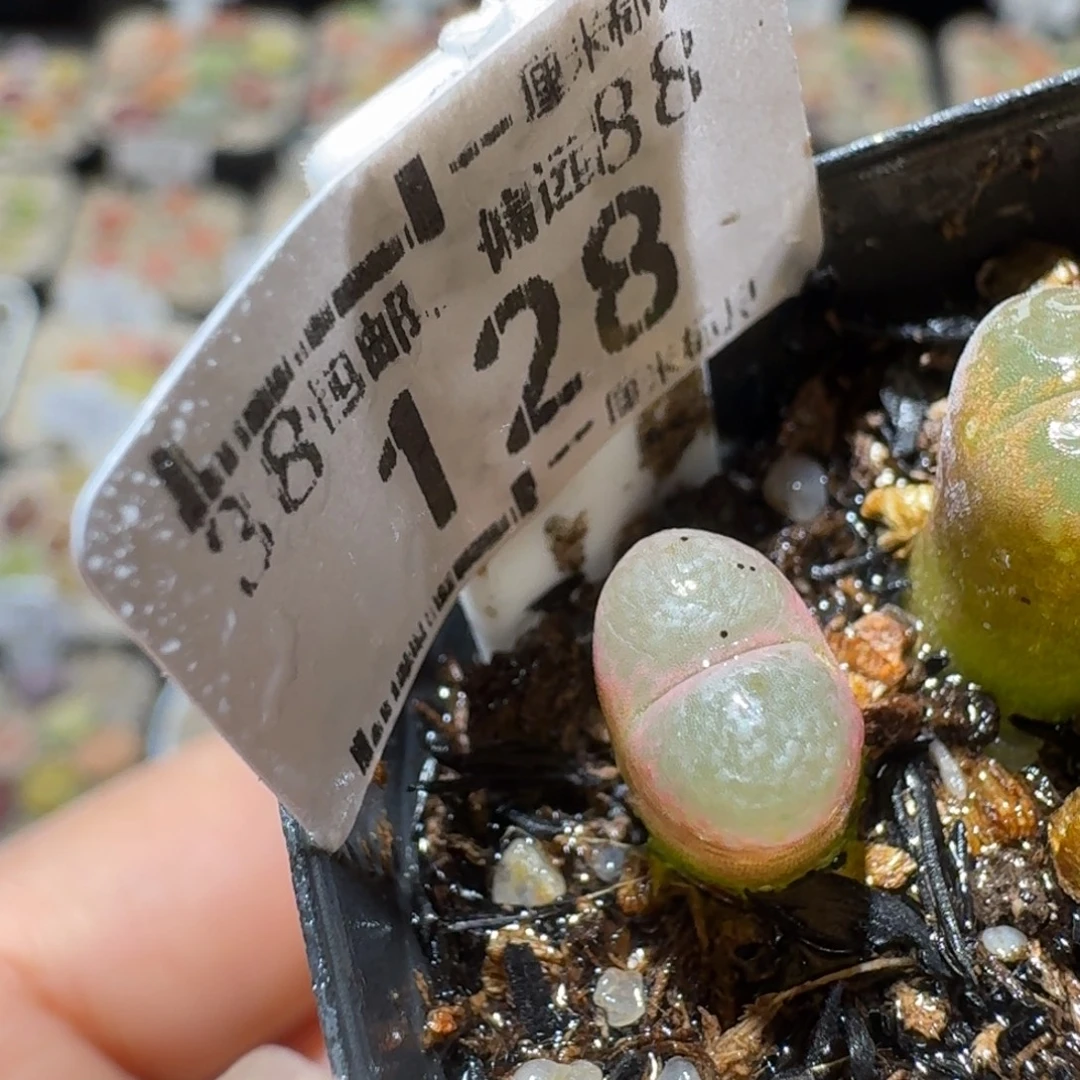 Sssss精品清仓价128流沙