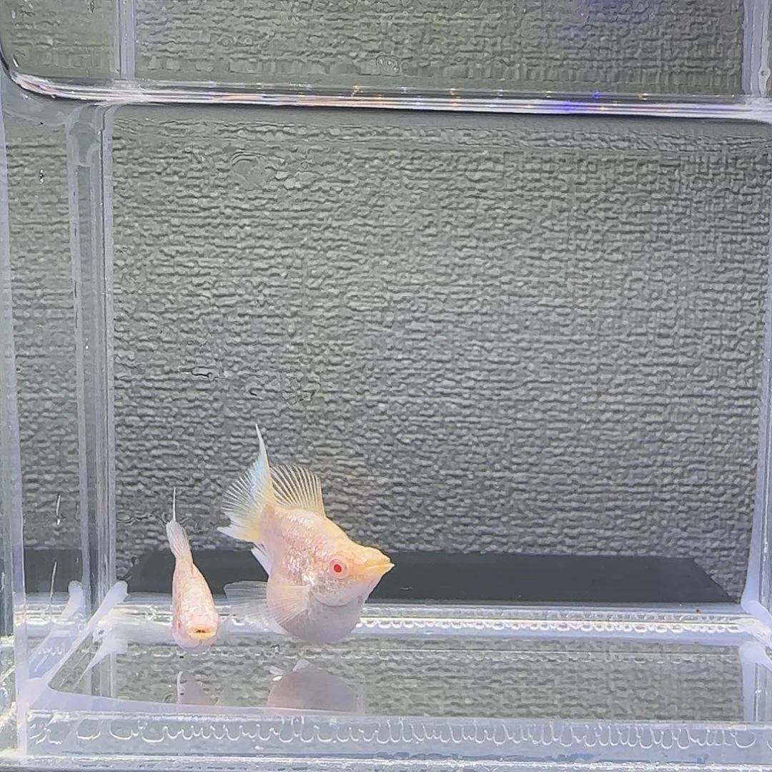 孔雀鱼白电镀巧克力