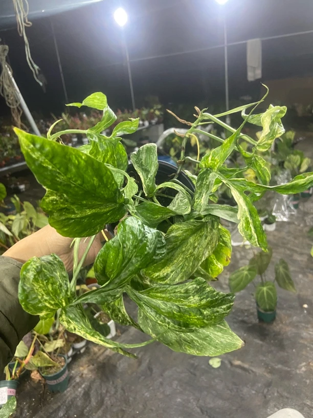 皱叶麒麟尾锦 轻微叶损不包售后