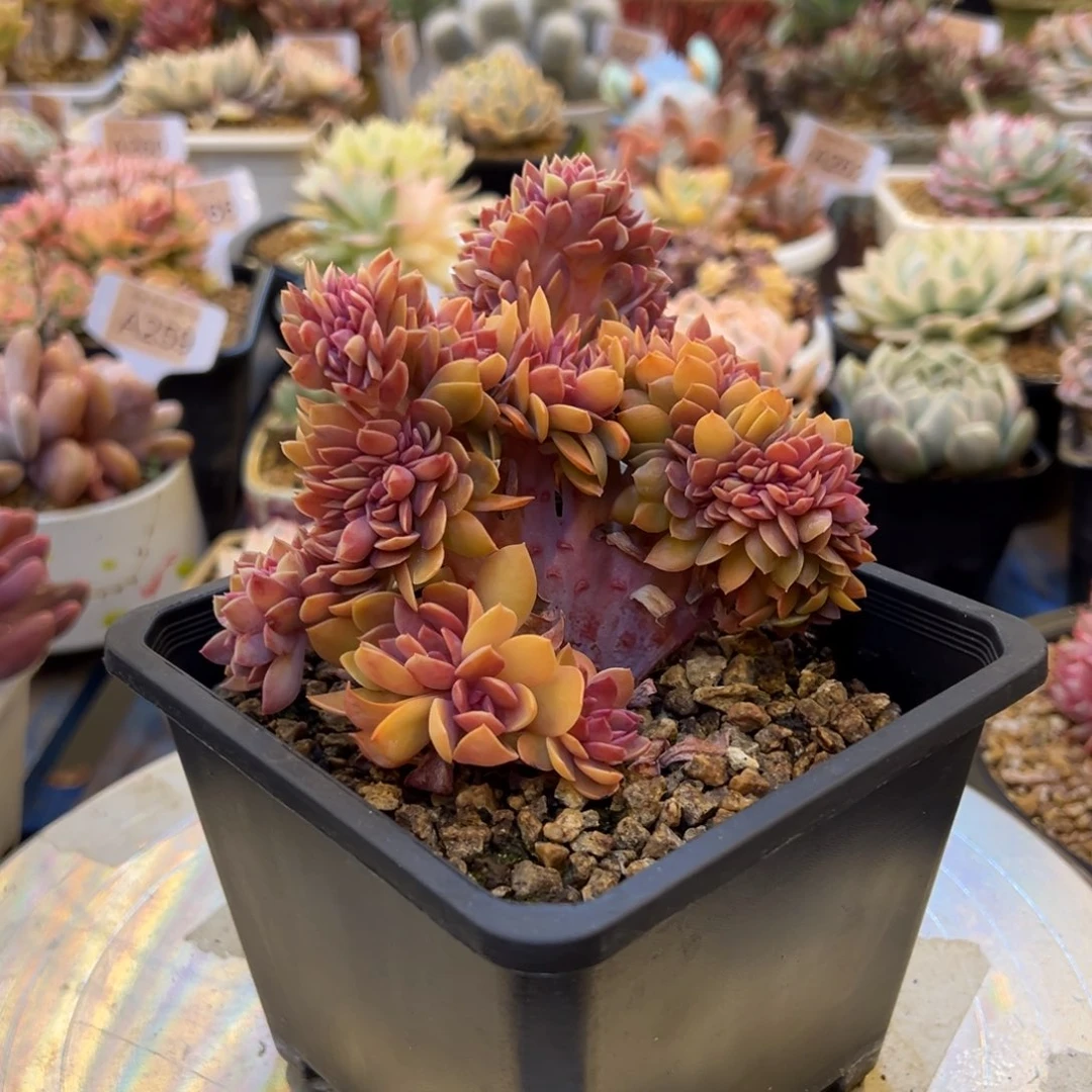 花筏缀，，，，，，，，，，，，，，，，