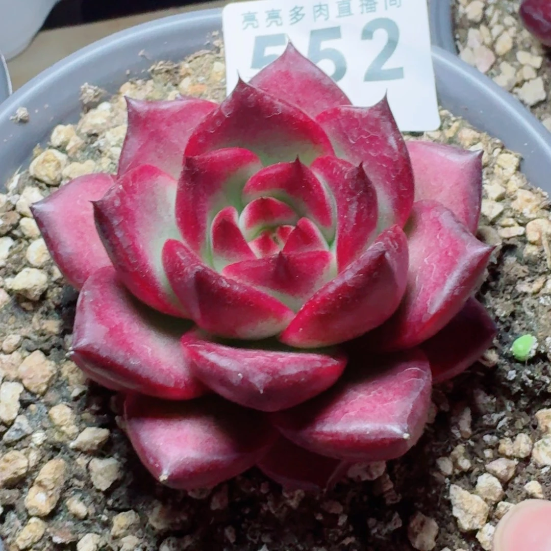 卡宴      愿你一路坦途，乘风破浪展宏图