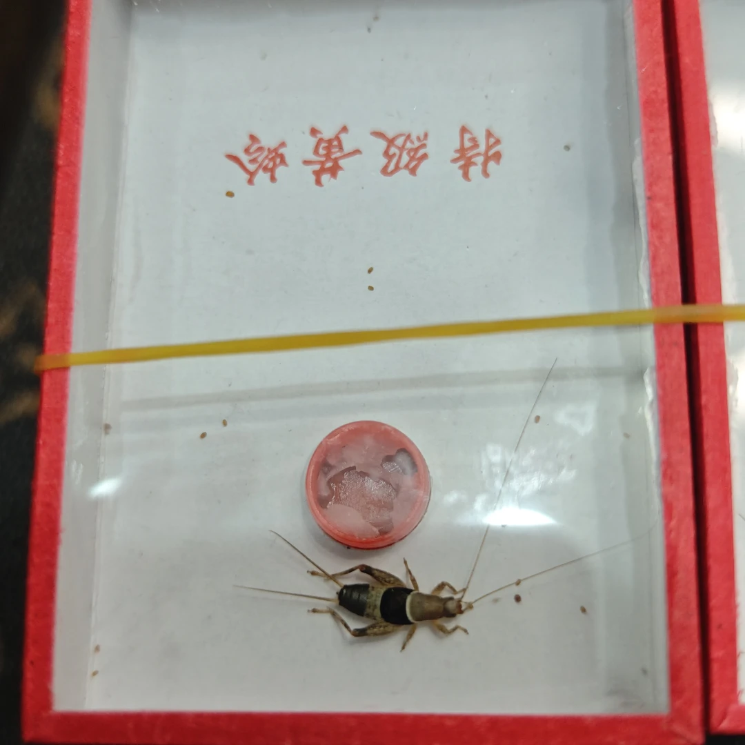 新到全品奥蟋水墨仙子好看