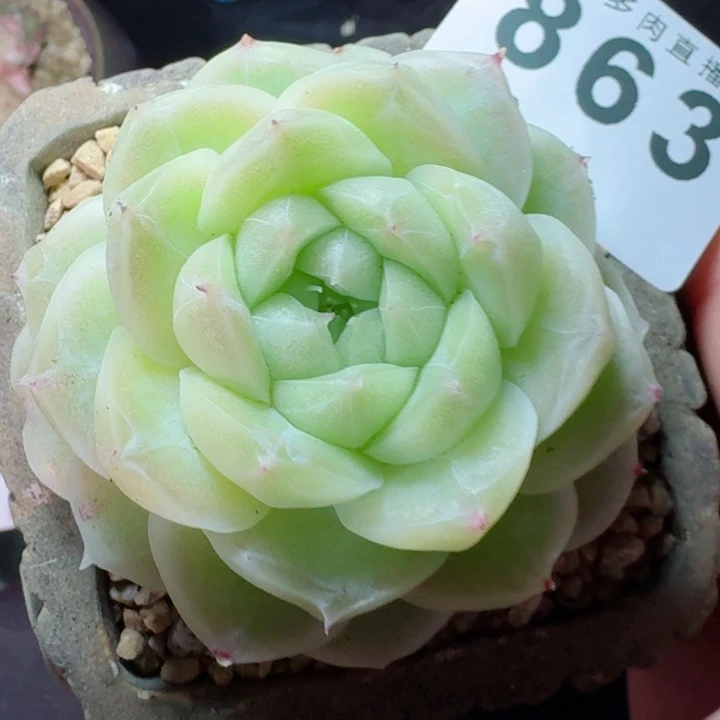 梨花白         精控精养多肉植物