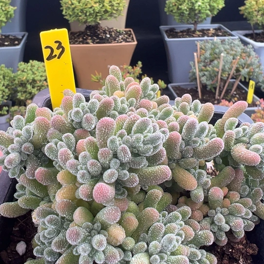 精控冰晶23号10cm盆