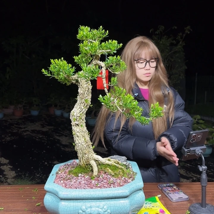 无花朵广东雀舌黄杨