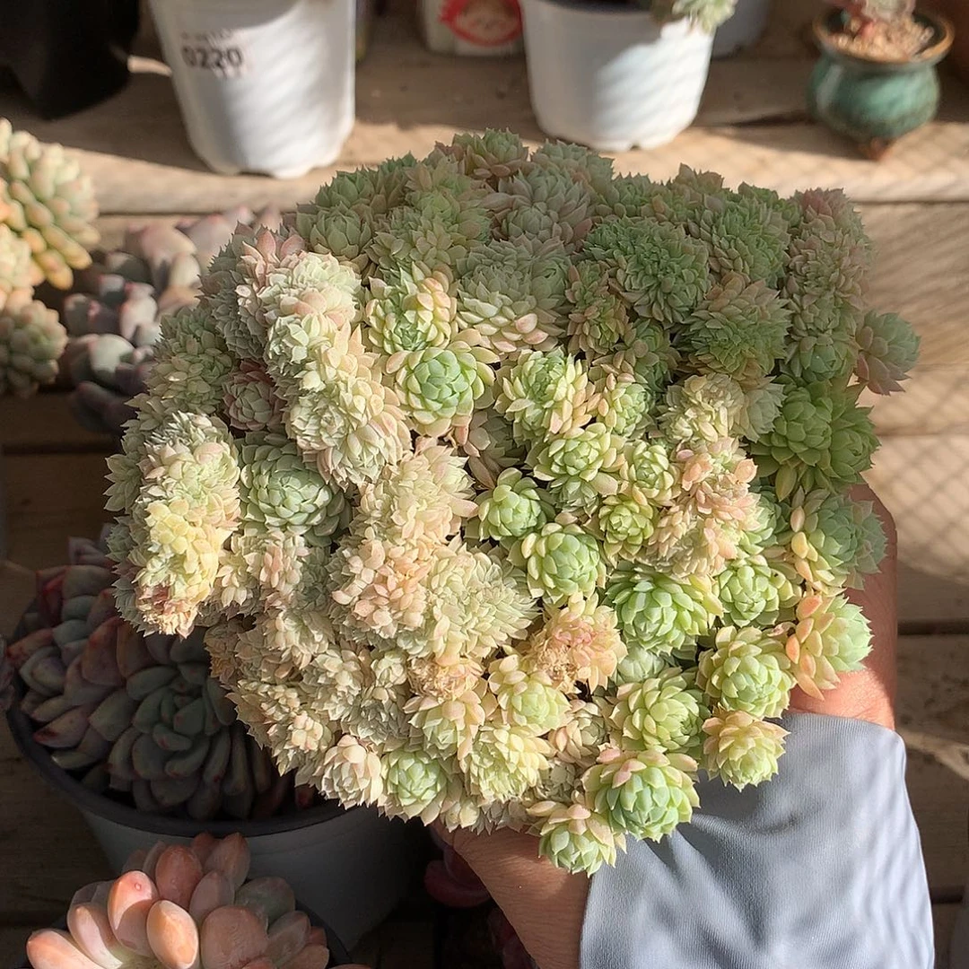 214羊脂球缀化多肉一颗14.5厘米