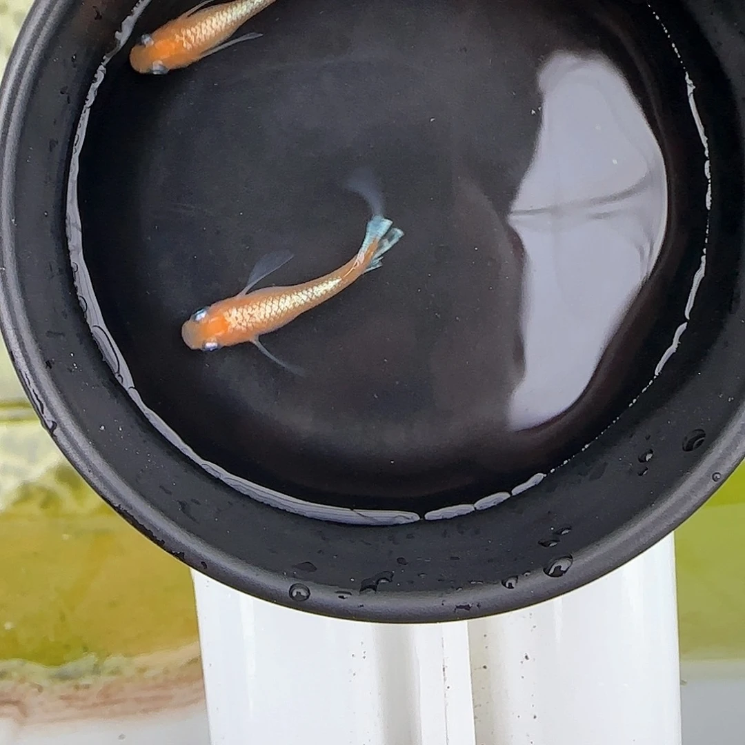 青鳉鱼真长林血极上种鱼