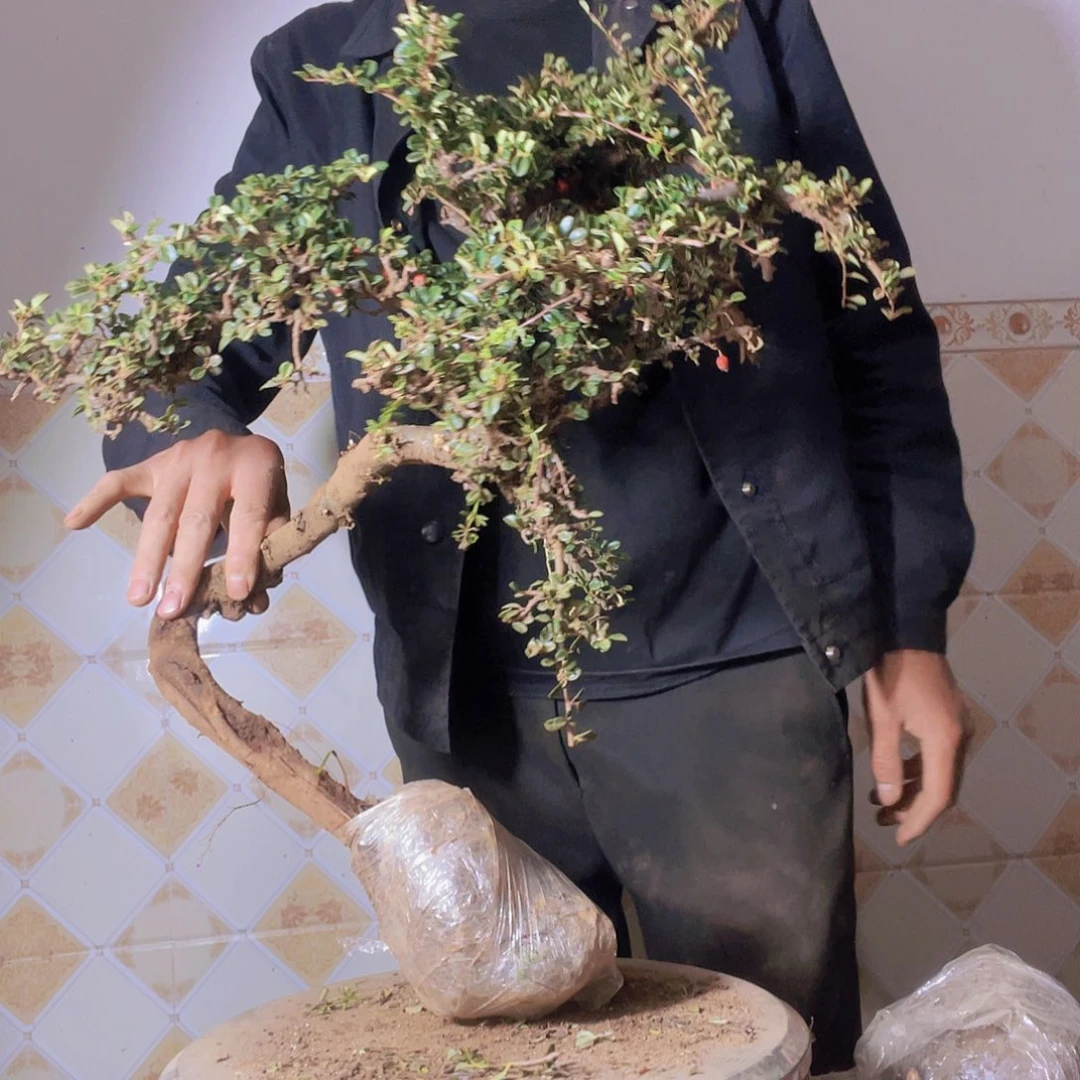 无花朵自学成才重新丁程鑫