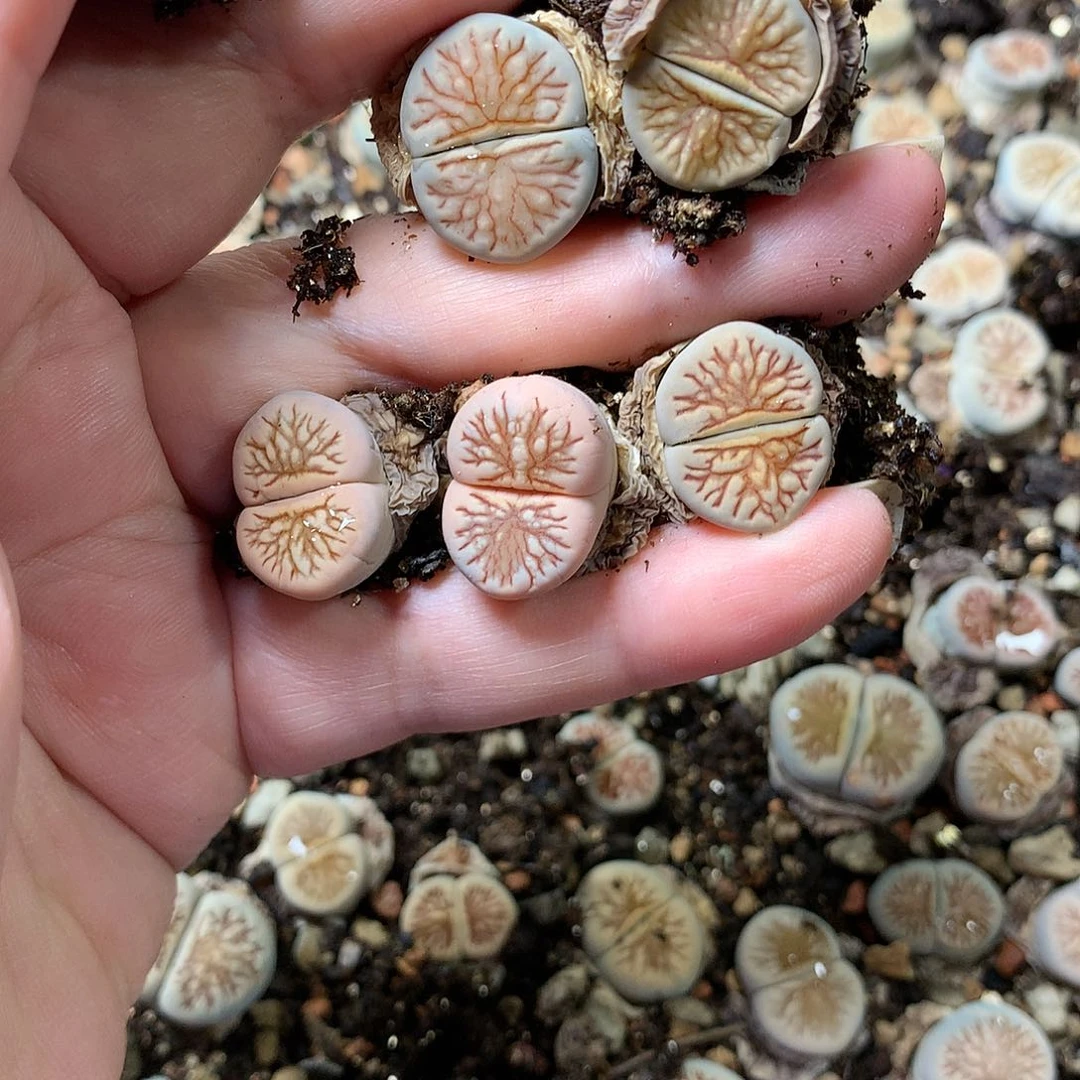 虾*DG303多肉植物保护研究所
