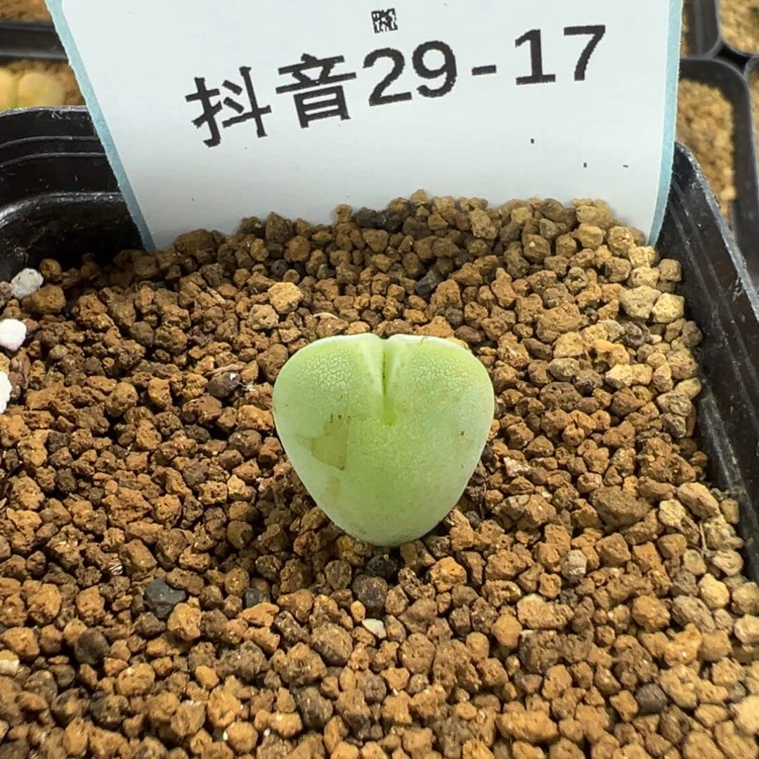 29-17量拍毛将一颗，多肉