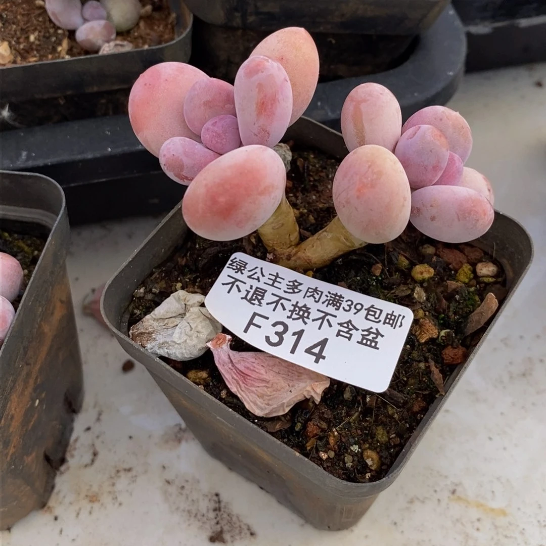 314蛋黄奶多肉4cm