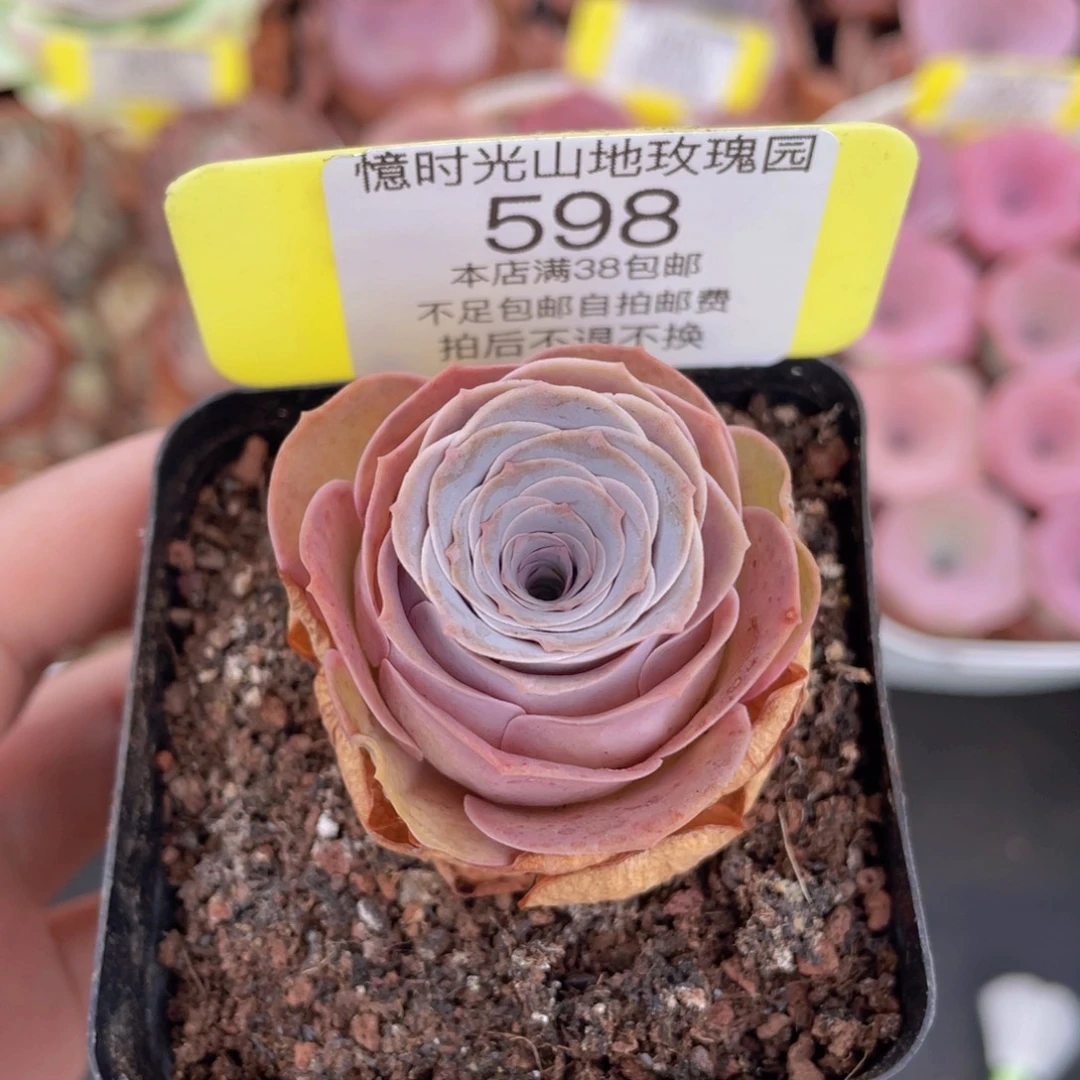 山地玫瑰598满38包邮裸根发货