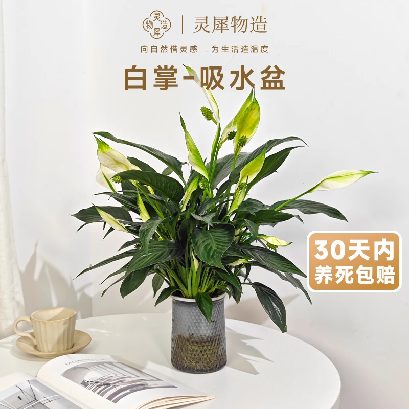 【灵犀物造】水培白掌盆栽叶片翠绿形态优雅绿植室内桌面装饰植物