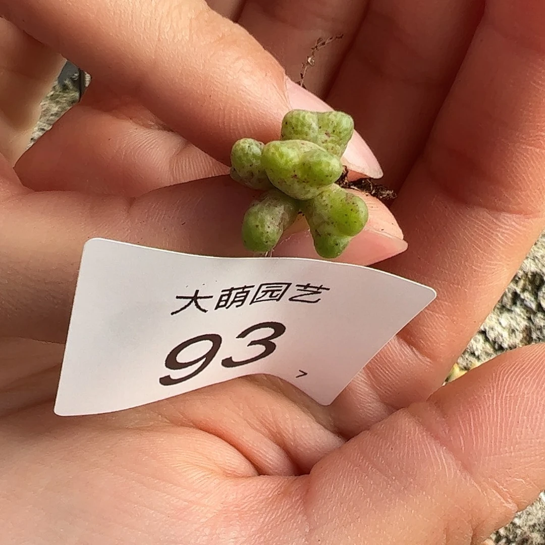 000093一物一拍……