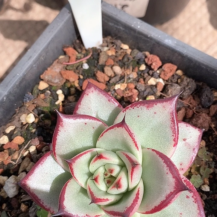 D057-直播福利 红魔王