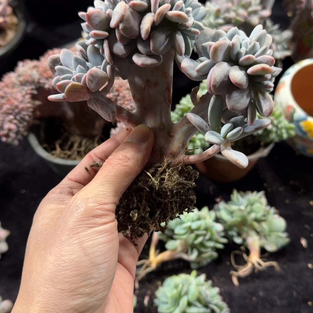 一物一拍粉兔高板子