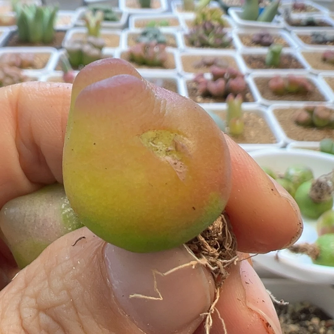 ?****专拍专拍 肉锥植物