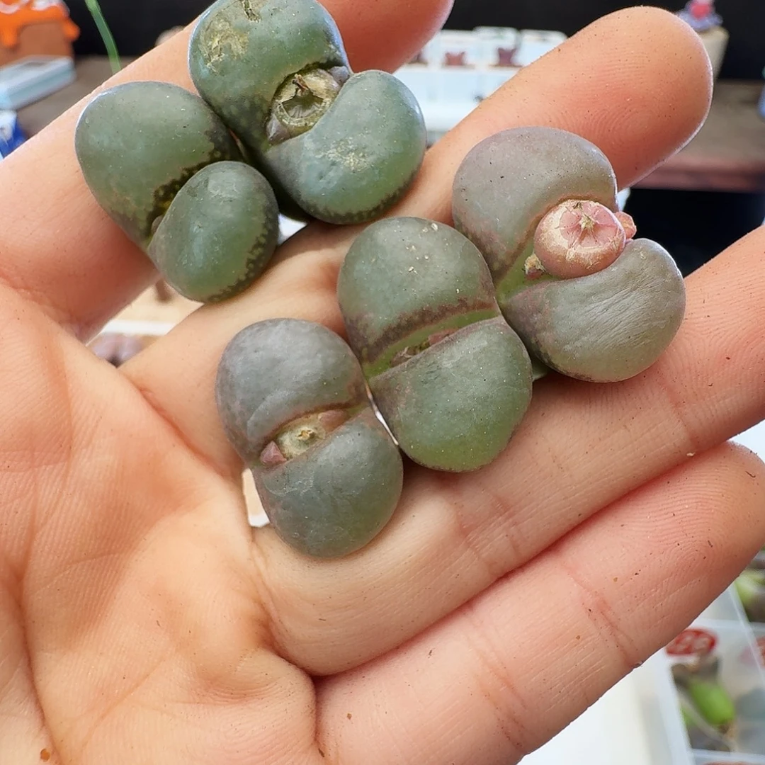 多肉植物福利风铃334