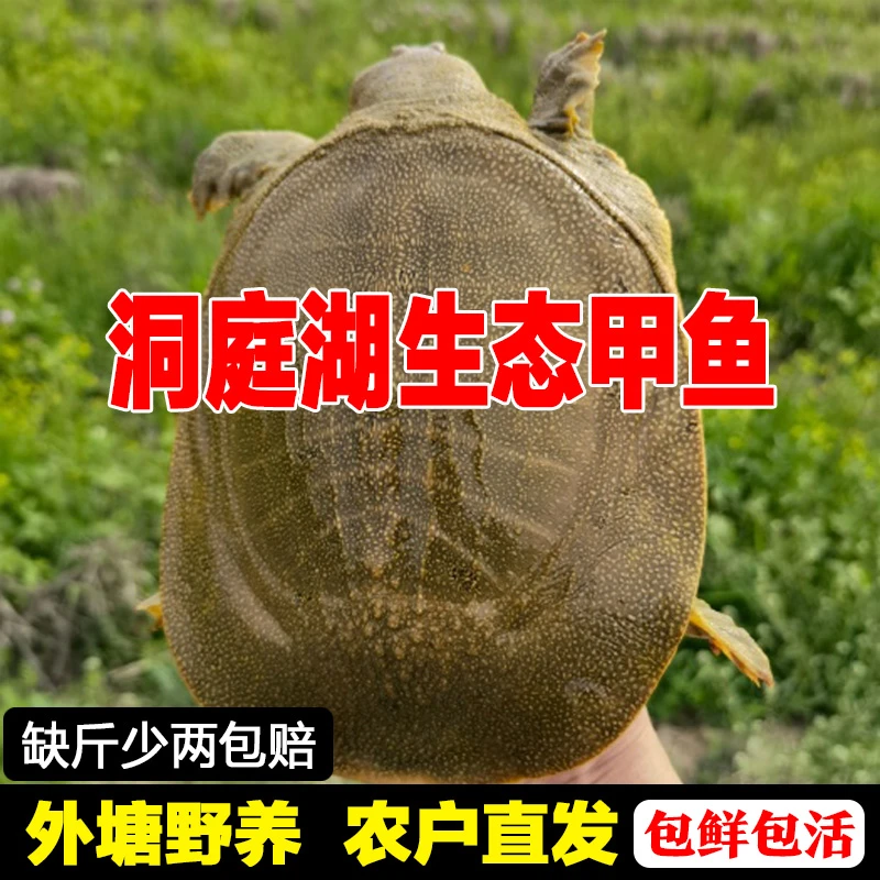 生态甲鱼鲜活生态仿野外生长中华鳖外塘散养水鱼活体团鱼食用王八