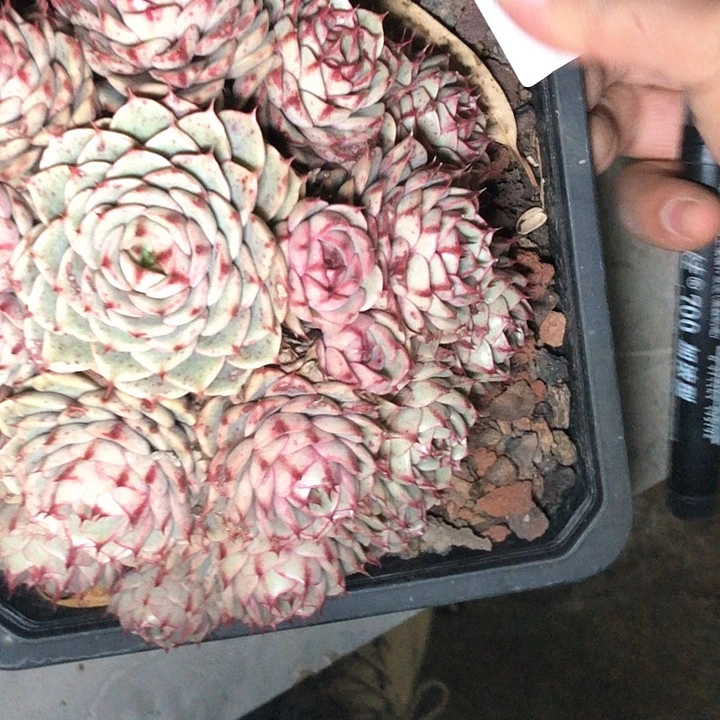 劉***?101///////////////////