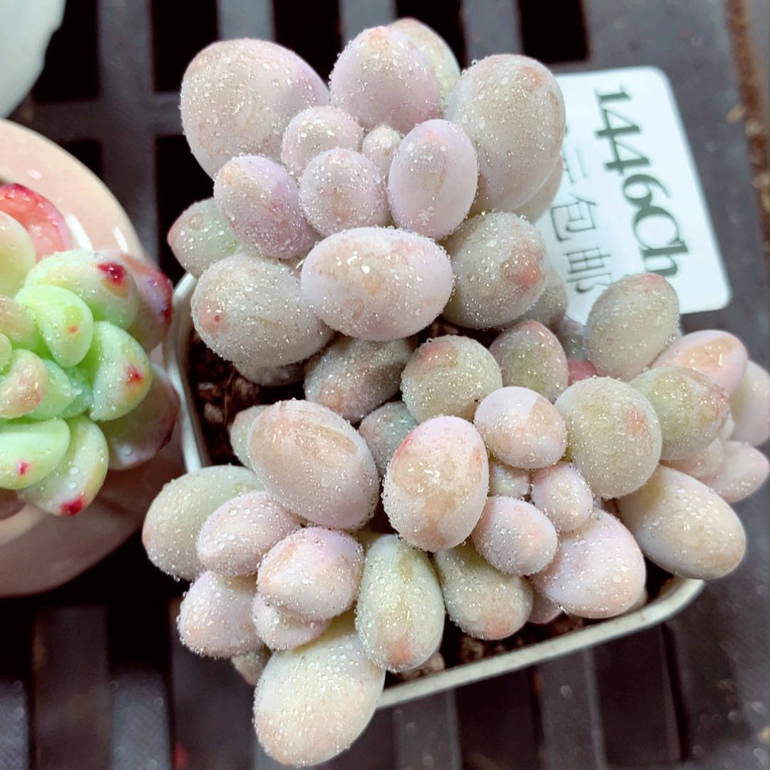 5厘米盆精控多肉1446